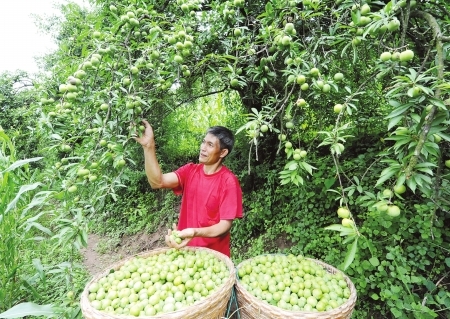 　　村民采摘成熟的李子。