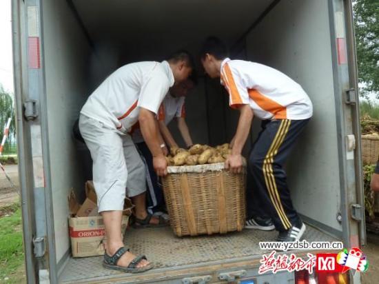 　　学生们将一筐筐土豆倒入车厢