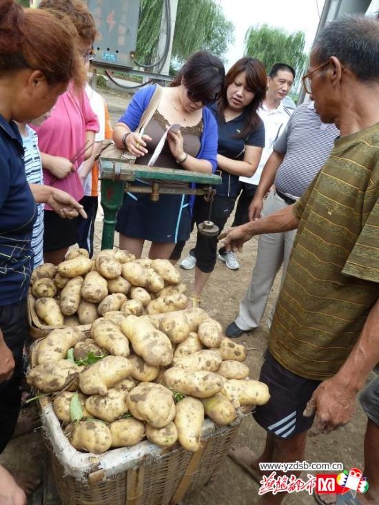 　　收购现场，一位家长在称重、记账