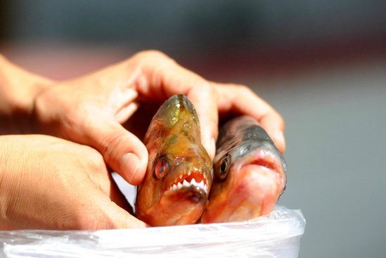 　　2012年7月10日清晨，广西柳州，渔民收网看是否有食人鱼。根据由广西自治区水产研究所、广西水产畜牧学校和广西水产畜牧兽医局组成的专家组出具的鉴定，经专家鉴定，伤人的鱼属于食人鲳鱼类一种，会伤人但是不会“食人”，市民不必恐慌。