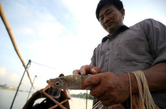 　　2012年7月10日，广西柳州，渔民在柳江上捕获到的全是普通淡水鱼。成年个体一般在晨昏活动，体长15-24厘米的个体通常黄昏活动(12：00--22：00)，游鱼(8--11厘米)则整日活动。食人鲳听觉高度发达，牙齿尖锐异常。