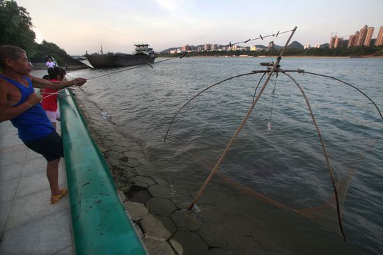 昨日，广西柳州市柳江边，政府请来的捕鱼高手用搬缯诱捕食人鱼。 新华社 图