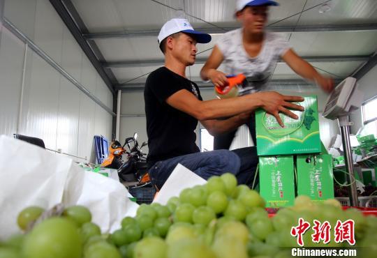 　　上虞市盖北镇葡萄庄园的工作人员为采摘后的葡萄装箱　蒲晓旭　摄