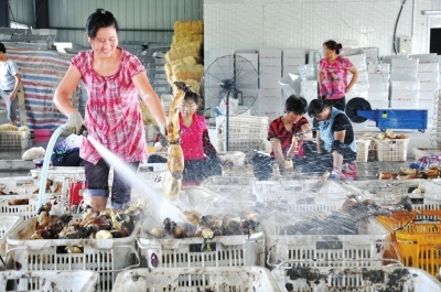 　　图为农民工正在清洗鲜藕。
