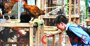 　　一名伊朗男孩在选购活鸡。 (资料图片)