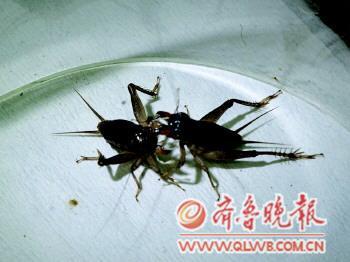 　　斗蛐蛐成为一种文化乐趣，拥有众多爱好者。