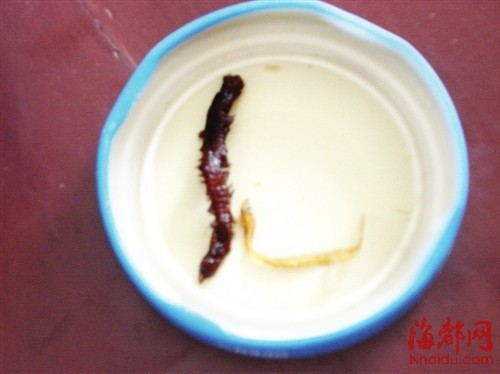 这就是那条令张先生心惊的“蜈蚣”