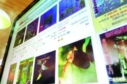 　　七夕节将至，以浪漫之名，大城市难觅踪迹的萤火虫在网上很热销。