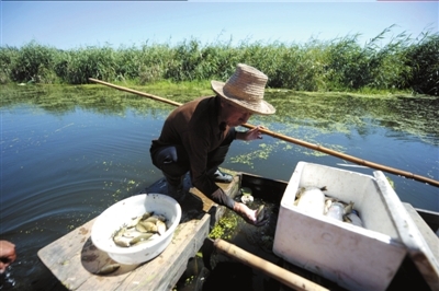 　　<b>事发10天后，白洋淀中还有不少死鱼。本报记者潘之望摄</b>