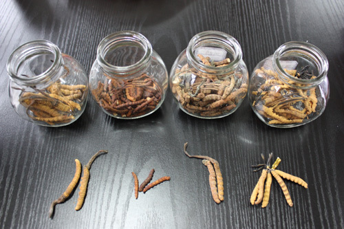 　　<b>真假虫草对比鉴别，只有最左边的是真虫草</b>