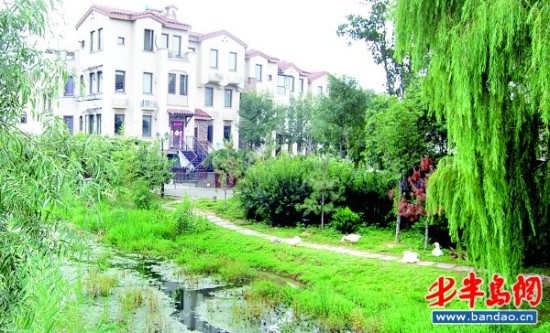 小区内小溪边散养的鹅