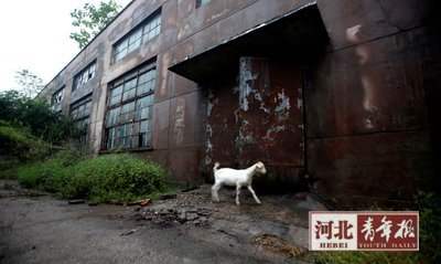 ■昨日，泊头火柴厂，杂草丛生，有人在里面养起了羊
