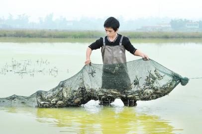 9月18日，眉山养殖工人展示从江苏引进的大闸蟹
