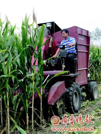 　　24日，贾保群开着自己制造的收割机在田间收割玉米。