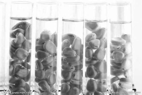 　　玉米实验。<b>图片来源：昵图网</b>