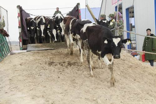 奶牛入驻新家园。