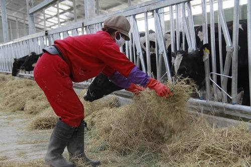 养殖场的员工在对新入驻奶牛喂食草料。