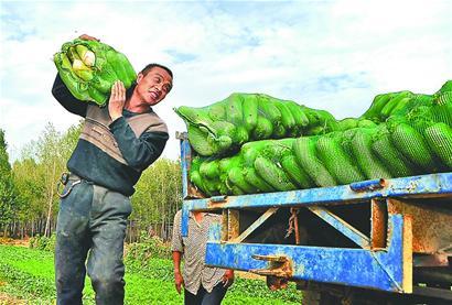 仅在后店子村一个点，孝直镇农技站的萝卜收购点已收齐了首批23000斤萝卜。