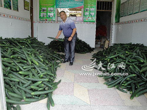 　　成堆的黄瓜积压着卖不出去