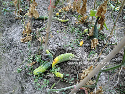 　　许多黄瓜就烂在菜地里