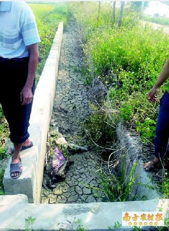 　　 由于长期断水，潭西村农田里的水渠已经干涸得龟裂开来。 
