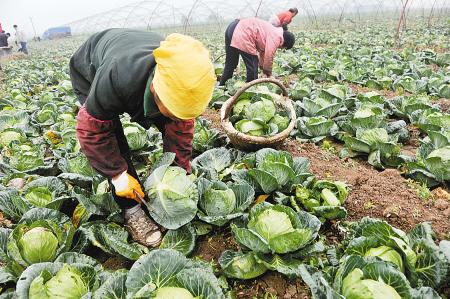 　　昨日，农民们在地里忙着收菜。　　记者 张宇明 摄