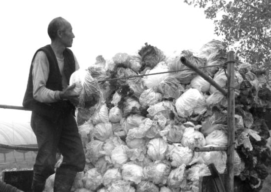 　　收获了满车大白菜的菜农，因为发愁销路，脸上也难见喜色。