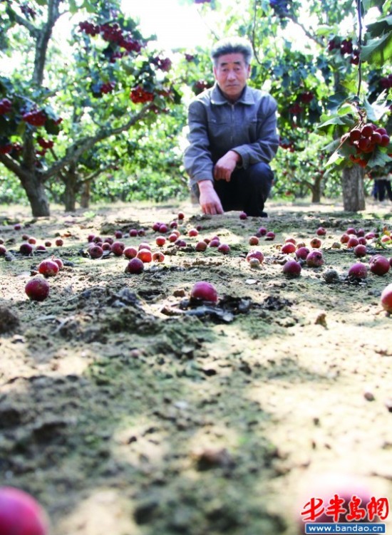 不少山楂被大风吹落在地上，令果农焦心。