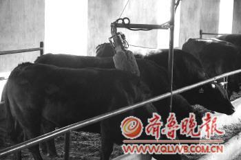 听音乐散步，睡软床按摩，喝新鲜啤酒，山东黑牛真牛