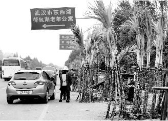 107国道边，蔗农依旧采用传统“马路市场”销售甘蔗