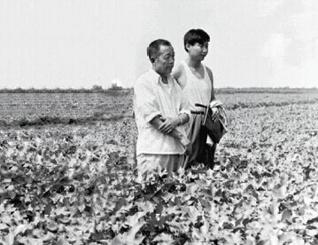 1983 年8 月9 日，时任中共正定县委书记习近平轻车简从到田间地头查看棉花生产情况。