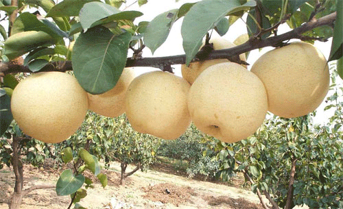 9月11日,河北省邯郸市魏县鸭梨地理标志产品保护申请通过了国家质检