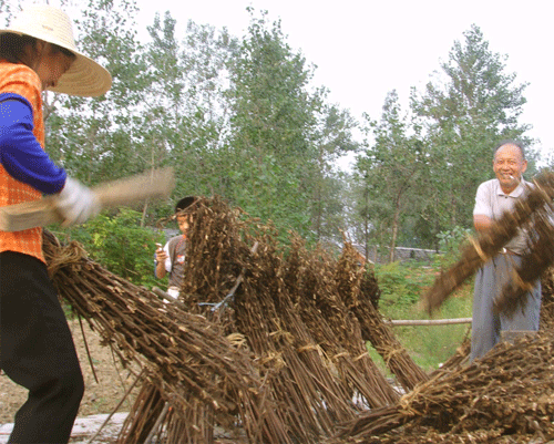 连日来 ,江苏省金湖县黎城镇徐良村农民正在喜悦的凉晒今年收割的芝麻