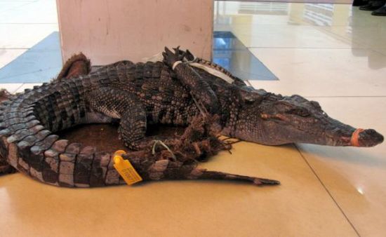 上海金山区的黄明辉几经周折,通过非法渠道购得一条活体鳄鱼——国家