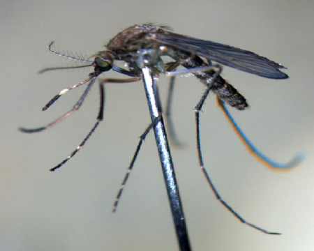 文中介绍的花蚊子