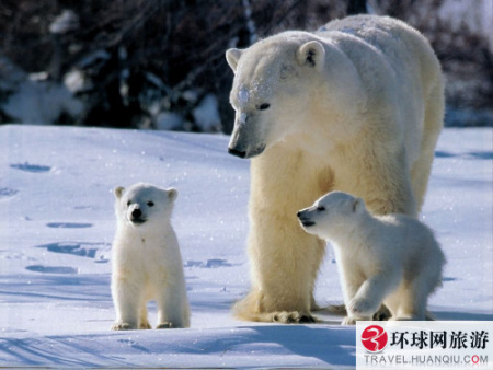 位于加拿大最北端曼尼托巴省的丘吉尔镇，是个只有1000多人的偏僻小镇，这儿因设有世界上独一无二的“北极熊监狱”而名声大震。
