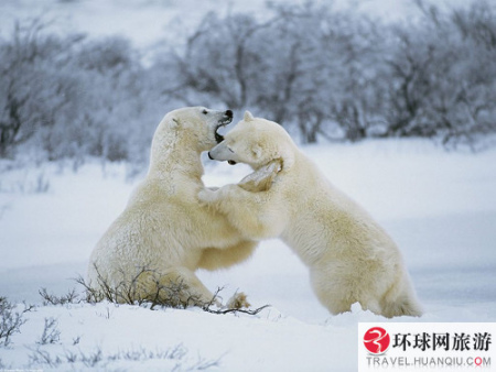 这时，载有值班人员的直升飞机迅速起飞并接近北极熊，用麻醉枪击倒北极熊后，将它关进“熊监狱”中。