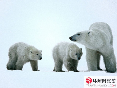 这座“熊监狱”能同时关进20多头北极熊，在满员的情况下，工作人员会将麻醉后的北极熊装入大网兜，用直升飞机送到几十公里以外的地方去放生。