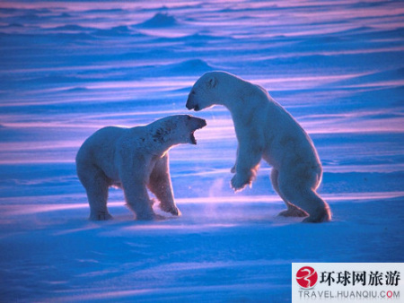 在狱中，它们每天能吃到的唯一食物就是一铲子雪，管理人员还整天播放录有鞭炮声的唱片，闹得它们不得安宁，这样做的目的，是让它们没有力气再去找人类的麻烦。