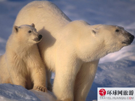 　目前世界上大约还有4万只北极熊，其中一半分布于加拿大整个北部靠近北极圈的地方。
