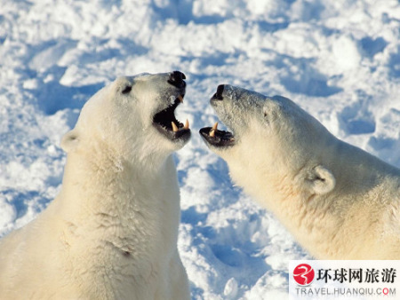 北极熊是靠海为生的，它们几乎整天都会在冰海上游迤，捕食海豹等猎物。