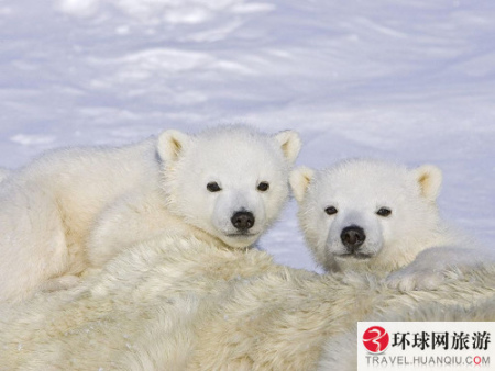 相比于它的近亲灰熊，北极熊的肩比较圆，头、颈、鼻都比较长。更大的特色在于它们的毛色。