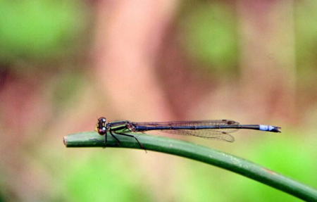 豆娘(图片提供：Viola Clausnitzer)