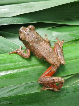 宁巴山非洲树蛙(图片提供： Ngoran Germain Kouame via Conservation International)