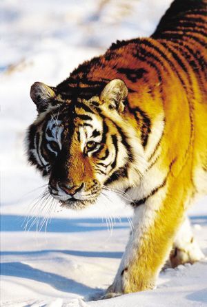 新疆虎(资料图)