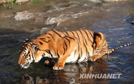 华南虎(资料图)