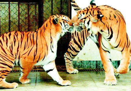 华南虎(资料图)