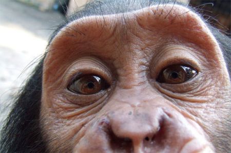 基莉(Giri)是个女孩，如果它再长得大一点，可能就已经被捕猎者宰杀了。