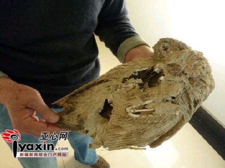 南京大学地理系教授王富葆采集到的野鸭子干尸
