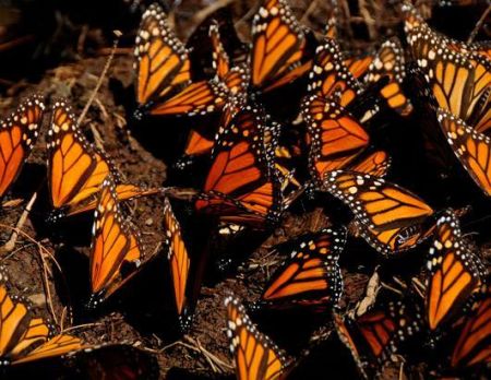 帝王蝶迁徙队列。